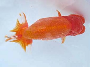 八戸らんちう会　東大関　安田光伸