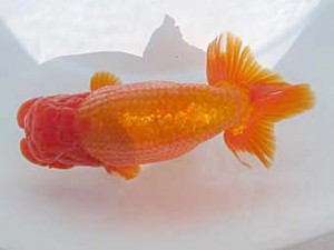 八戸らんちう会　立行司　安田光伸