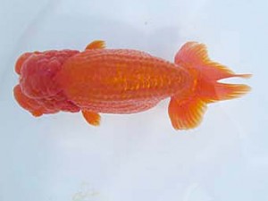 八戸らんちう会　取締一　藤田　誠 