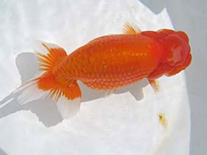 八戸らんちう会　取締二　増村文博