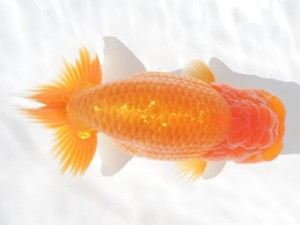 稲沢錦鱗会　立行司　立松大介　津島市