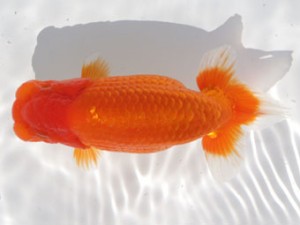 稲沢錦鱗会　東取締　植田春寿　稲沢市