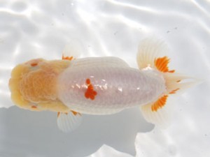 稲沢錦鱗会　西取締　山下秀保　知多郡