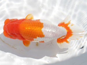 稲沢錦鱗会　東大関　杉山　清　羽島市