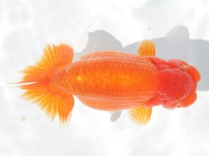 稲沢錦鱗会　立行司　小早川義幸　半田市