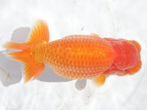 稲沢錦鱗会　東取締　立松大介　津島市