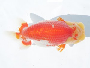 稲沢錦鱗会　西取締　川口敦司　稲沢市