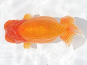 稲沢錦鱗会　東大関　浅井　宏　弥富市