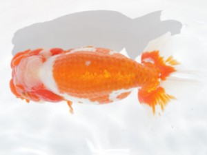 稲沢錦鱗会　西大関　白石幸夫　愛西市