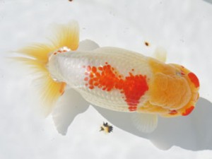 稲沢錦鱗会　立行司　川口　功　あま市