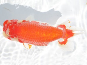 稲沢錦鱗会　東取締　川口敦司　稲沢市