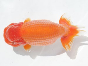 稲沢錦鱗会　西取締　桑原元一　羽島市