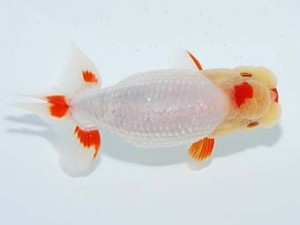 観栄らんちう会 西勧進元　浅井雄司　春日井市