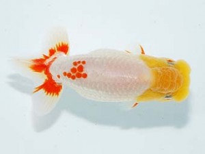 観栄らんちう会 行司一　中川昌洋　富士市