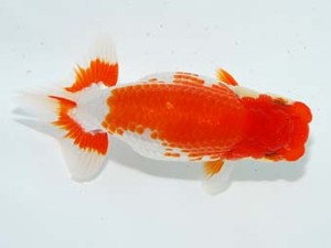 観栄らんちう会 行司二　中川昌洋　富士市