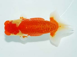 観栄らんちう会 行司三　川口久男　清水町