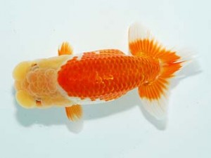 観栄らんちう会 東脇行司　桜井敏郎　三島市