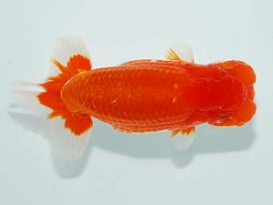 観栄らんちう会　立行司　卜部善晴　千葉