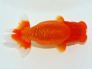 観栄らんちう会　東取締　小澤忠幸　沼津市