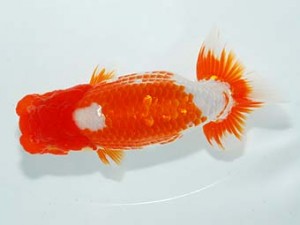 観栄らんちう会 東関脇　中川昌洋　富士市