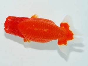 観栄らんちう会 西関脇　渡辺　敦　犬山市