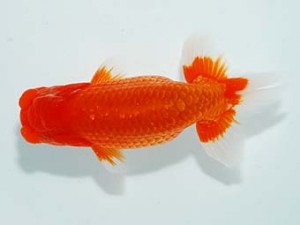 観栄らんちう会 東小結　神尾昭司　三島市