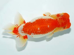 観栄らんちう会　立行司　藤川賢二　横浜市