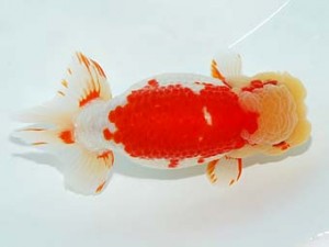 観栄らんちう会　東取締　五十嵐　稔　大綱白里市