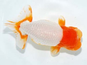 観栄らんちう会　立行司　吉村友良　富士市