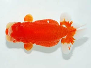 観栄らんちう会　東取締　吉村友良　富士市