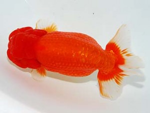 観栄らんちう会　西取締　高津克人　東京