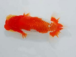 観魚会　東大関　越乃穂暉　齋藤一成　練馬区