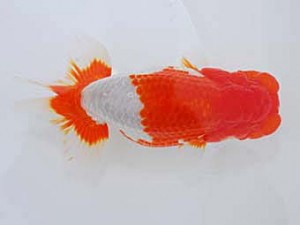 観魚会 勧進元一　石崎　隆　鉾田市