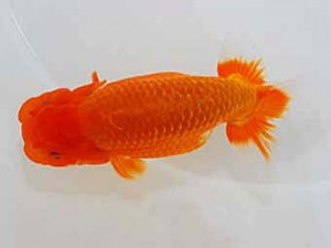 観魚会 勧進元二　柏野正彦 岡山