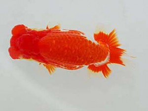 観魚会 行司一　荻谷冨士夫 水戸市