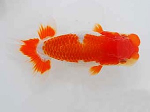 観魚会 行司三　中村芳雄　松伏