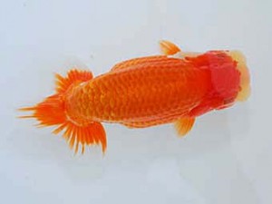 観魚会 脇行司一　丸山克昌　埼玉県