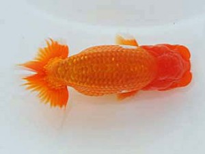 観魚会　立行司　赤慶王　稲村俊明　千代田区