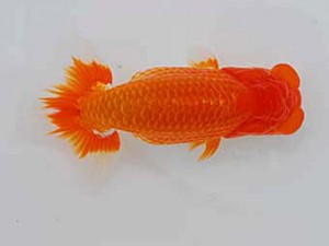 観魚会　取締一　吹雪　鈴木 忠　川口市