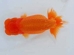 観魚会 東関脇　樫村正彦　千葉市