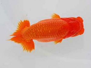 観魚会 西小結　鈴木　忠　川口市