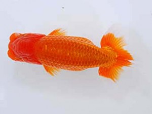 観魚会 勧進元一　酒巻　豊　栃木県