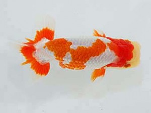 観魚会 脇行司一　磯崎幸道　茨城県