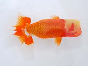 観魚会 脇行司二　高尾昌幸　岡山