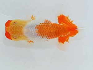 観魚会　立行司　妙義　小林　奏　安中市