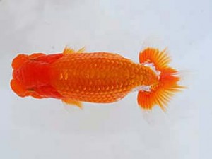 観魚会　取締二　龍王　矢ケ崎伸司　堀切