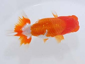 観魚会 西関脇　高尾昌幸　岡山