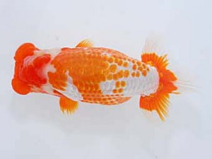 観魚会　西大関　美光　高地成弥　荒川