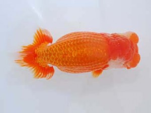 観魚会　立行司　瑞兆　高地辰夫　荒川