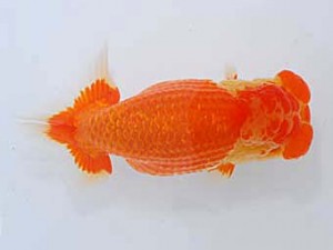 観魚会　取締一　赤鹿　目黒康弘　足立